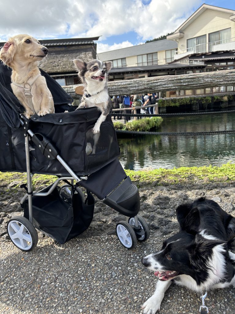 社会人サークル「ワンワンフレンズ」🐶