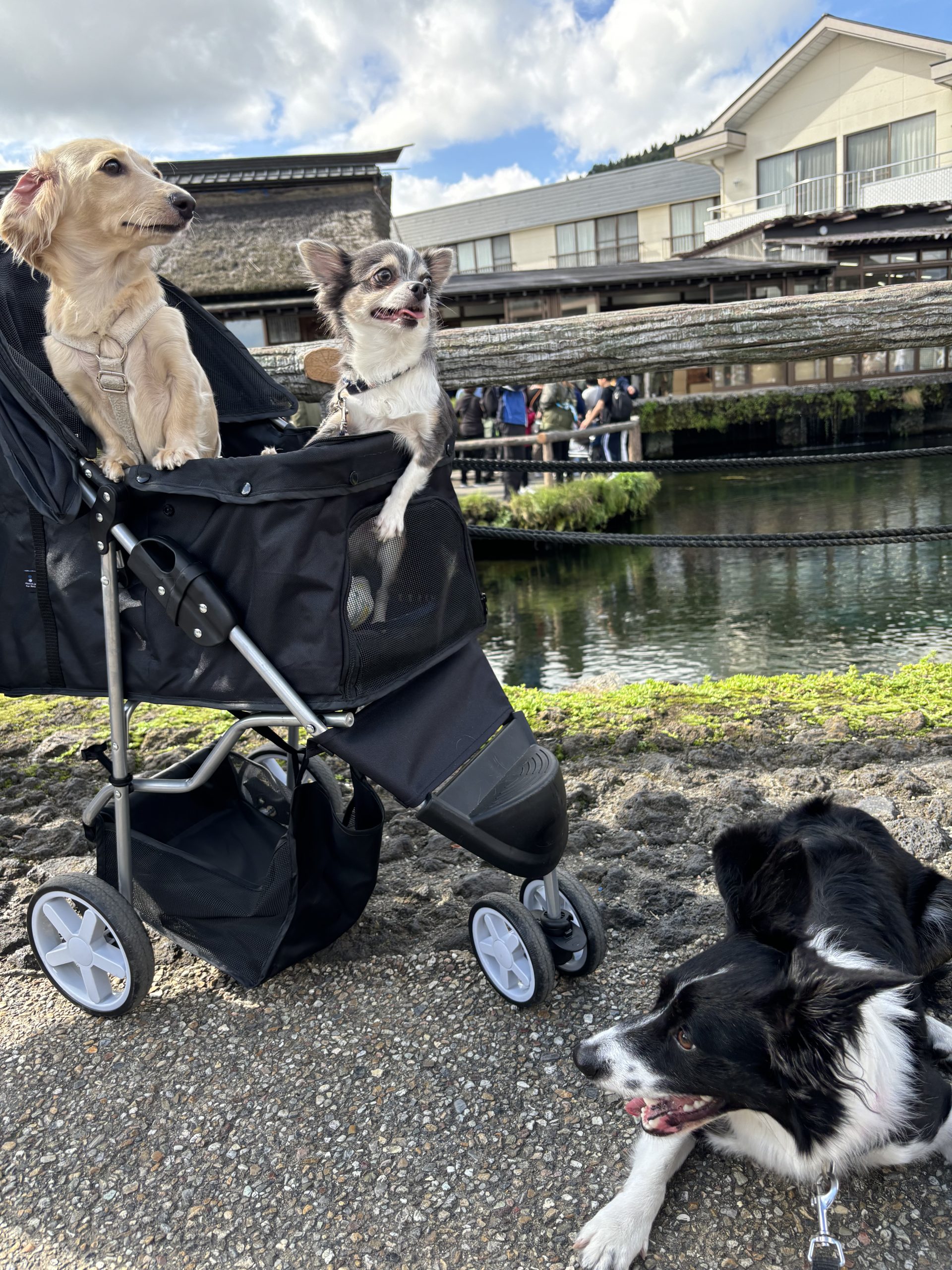 社会人サークル「ワンワンフレンズ」🐶